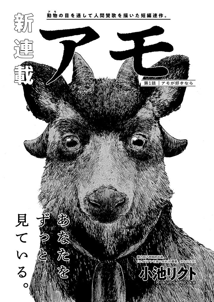 アモ